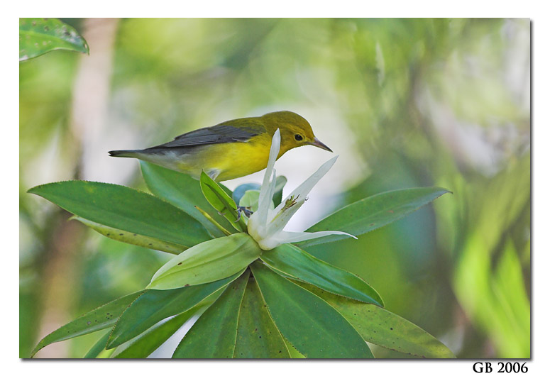 PROTHONOTARY WARBLER